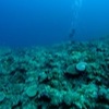 Diving with Big Blue Vanuatu, Bougaainvillaea Reef