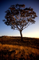 Canberra, tree at sunset.