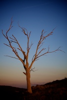 Canberra, tree at sunset. Canberra, tree at sunset.