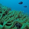 Diving with Big Blue Vanuatu, Bougaainvillaea Reef