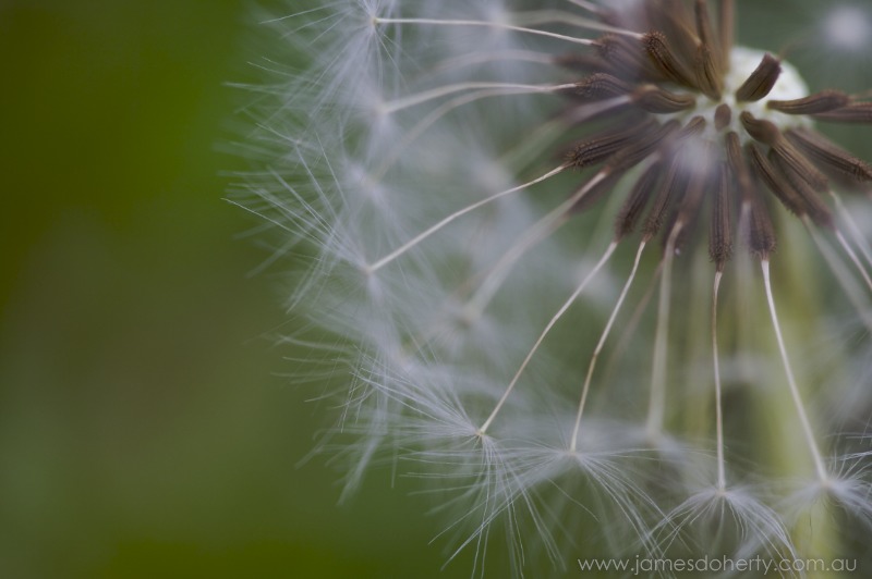 Dandelion, Macro