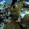 Diving in Port Vila, Vanuatu