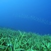 Diving in Port Vila, Vanuatu