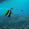 Diving at Poole's Rock and Hat Island, Vanuatu