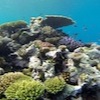 Snorkelling at Poole's Rock and Hat Island, Vanuatu