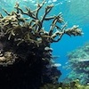 Snorkelling at Poole's Rock and Hat Island, Vanuatu