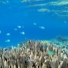 Snorkelling at Poole's Rock and Hat Island, Vanuatu