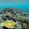 Snorkelling at Poole's Rock and Hat Island, Vanuatu