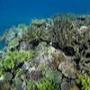 Snorkelling at Poole's Rock and Hat Island, Vanuatu