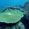 Snorkelling at Poole's Rock and Hat Island, Vanuatu