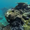 Snorkelling at Poole's Rock and Hat Island, Vanuatu