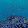 Snorkelling at Poole's Rock and Hat Island, Vanuatu