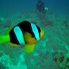 Shipwreck Diving Photo