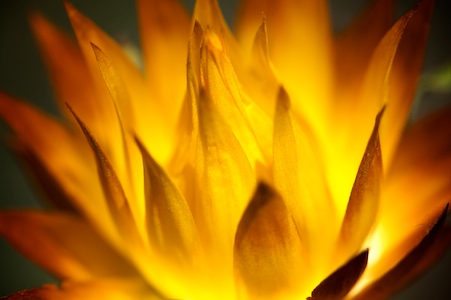 Wildflower, Thredbo Australia