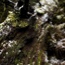 Overland Track, Cradle Mountain to Lake St Claire, Tasmania 2009