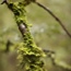 Overland Track, Cradle Mountain to Lake St Claire, Tasmania 2009