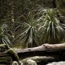 Overland Track, Cradle Mountain to Lake St Claire, Tasmania 2009