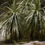 Overland Track, Cradle Mountain to Lake St Claire, Tasmania 2009